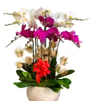 Chậu Hoa Lan 10 Cành Trắng Tím - Mã: I-223 - Giá: 3.000.000đ