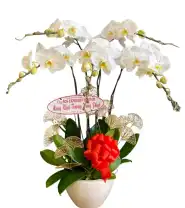 Chậu Hoa Lan 5 Cành Trắng Mừng Khai Trương - Mã: I-221 - Giá: 1.500.000đ