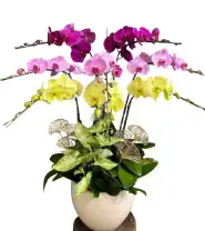 Chậu Hoa Lan 8 Cành Mừng Sinh Nhật - Mã: I-219 - Giá: 2.400.000đ