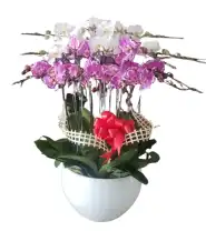 Chậu Hoa Lan Hồ Điệp 10 Cành Chúc Mừng - Mã: I-217 - Giá: 3.000.000đ