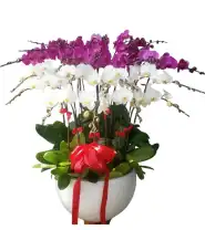 Chậu Hoa Lan Hồ Điệp Gửi Tặng 15 Cành - Mã: I-218 - Giá: 4.500.000đ
