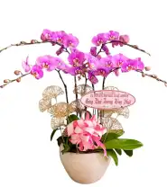 Chậu Lan Hồ Điệp 5 Cành Tím Hồng Mừng Khai Trương - Mã: I-222 - Giá: 1.500.000đ